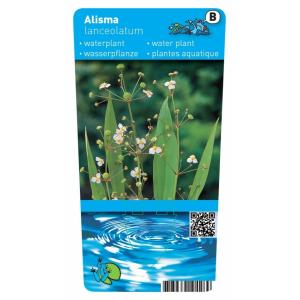 Slanke waterweegbree (Alisma lanceolata) moerasplant (6-stuks)