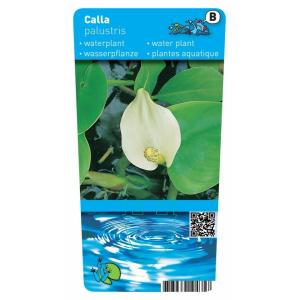 Slangenwortel (Calla palustris) moerasplant (6-stuks)