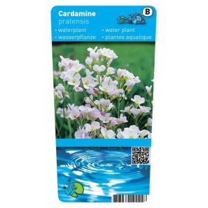 Pinksterbloem (Cardamine pratensis) moerasplant (6-stuks)