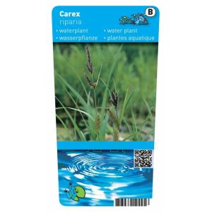 Oeverzegge (Carex riparia) moerasplant (6-stuks)