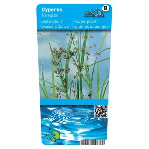 Lang cypergras (Cyperus longus) moerasplant (6 stuks)