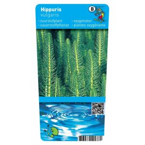 Lidsteng (Hippuris vulgaris) zuurstofplant (6-stuks)