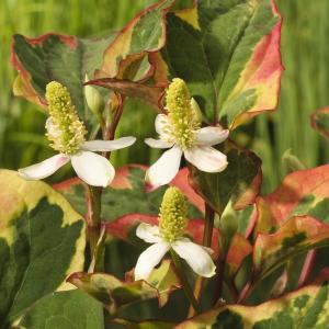 Bonte moerasanemoon (Houttuynia cordata “Chameleon”) moerasplant (6-stuks)