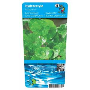 Gewone waternavel (Hydrocotyle vulgaris) zuurstofplant (6-stuks)