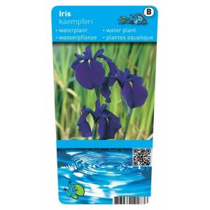 Japanse iris (Iris ensata) moerasplant (6-stuks)