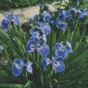 Borstelige iris (Iris Setosa) moerasplant (6-stuks)