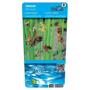 Pitrus (Juncus effusus) moerasplant (6-stuks)