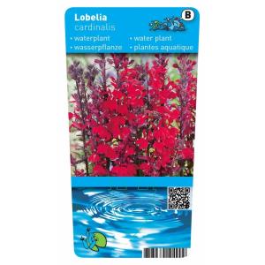 Rode lobelia (Lobelia cardinalis) moerasplant (6-stuks)
