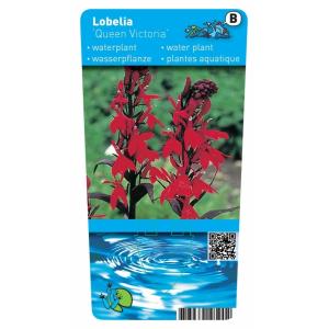 Lobelia “Queen Victoria” (Lobelia fulgens “Queen Victoria”) moerasplant (6-stuks)