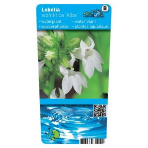 Witte Virginische lobelia (Lobelia siphilitica “Alba”) moerasplant (6-stuks)