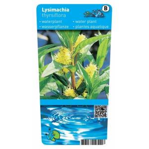 Moeraswederik (Lysimachia thyrsiflora) moerasplant (6-stuks)
