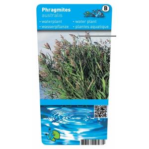 Riet (Phragmites Australis) moerasplant (6-stuks)