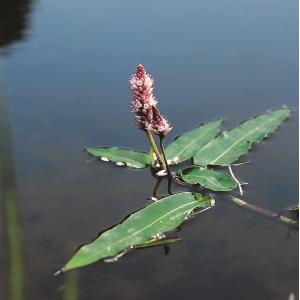 Veenwortel (Polygonum amphibium) drijfplant (6-stuks)
