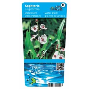 Pijlkruid (Sagittaria sagittifolia) moerasplant (6-stuks)