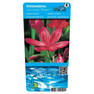 Rode kafferlelie (Schizostylis coccinea “Major”) moerasplant (6-stuks)