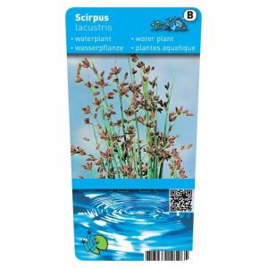 Mattenbies (Scirpus lacustris) moerasplant (6-stuks)