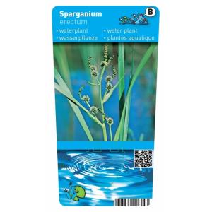 Grote egelskop (Sparganium erectum) moerasplant (6-stuks)