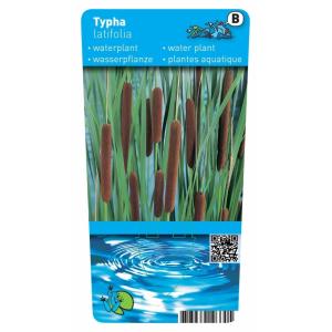 Grote lisdodde (Typha latifolia) moerasplant (6-stuks)