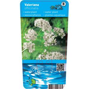 Echte valeriaan (Valeriana officinalis) moerasplant (6-stuks)