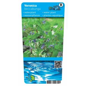 Beekpunge (Veronica beccabunga) moerasplant (6-stuks)