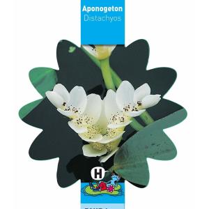Kaapse waterlelie (Aponogeton Distachyos) waterlelie (6-stuks)