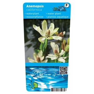 Wateranemoon (Anemopsis Californica) moerasplant (6-stuks)