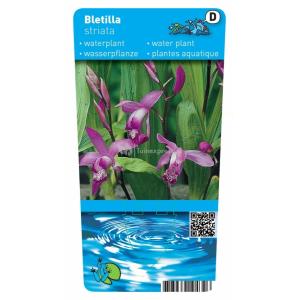 Japanse orchidee (Bletilla striata) moerasplant (6-stuks)