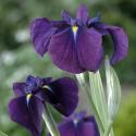 Bonte Japanse iris (Iris ensata “Variegata”) moerasplant (6-stuks)