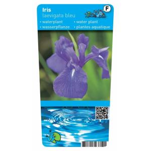 Iris blanc / bleu laevigata Iris ensata Queens Tiara plante bassin vivace