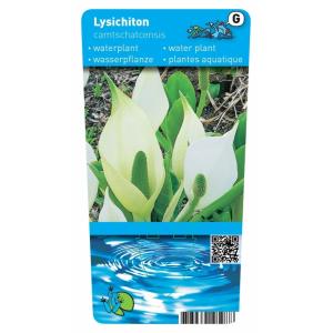 Moerasaronskelk (Lysichiton camtschatcensis) moerasplant (6-stuks)