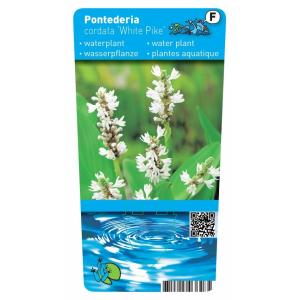 Wit snoekkruid (Pontederia cordata “alba”) moerasplant (6-stuks)