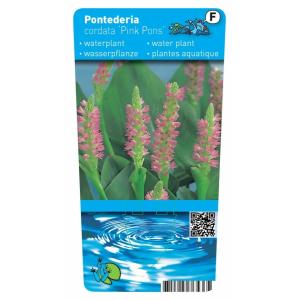 Roze snoekkruid (Pontederia cordata “Pink pons”) moerasplant (6-stuks)