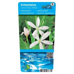 Witte kafferlelie (Schizostylis coccinea “alba”) moerasplant (6-stuks)