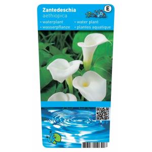 Witte aronskelk (Zantedeschia aethiopica) moerasplant. (6-stuks)