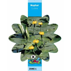 Gele plomp (Nuphar lutea) waterlelie (6-stuks)