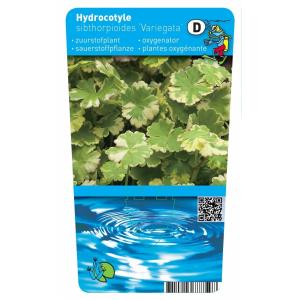 Bonte waternavel (Hydrocotyle sib. “Variegata”) zuurstofplant (10-stuks)