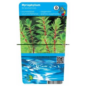 Vederkruid (Myriophyllum ‘red stem’) zuurstofplant (10-stuks)